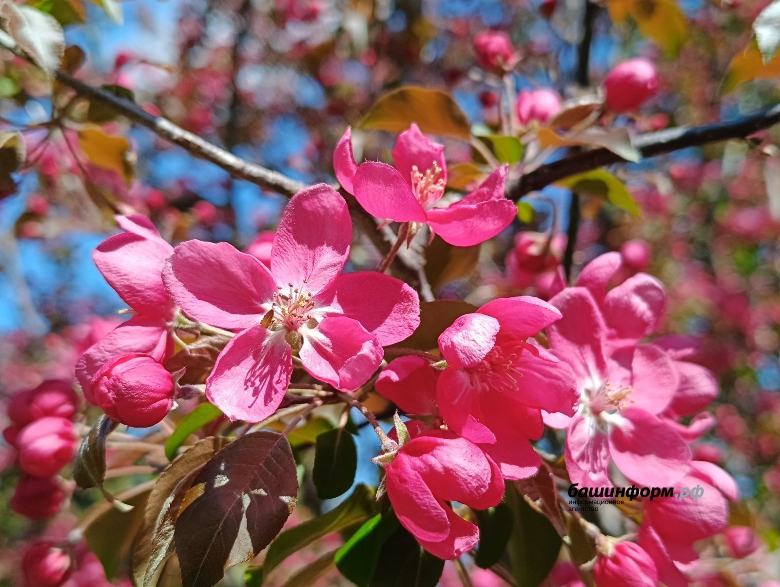 Метеовести: в этом году сакура зацвела на 5 дней раньше срока