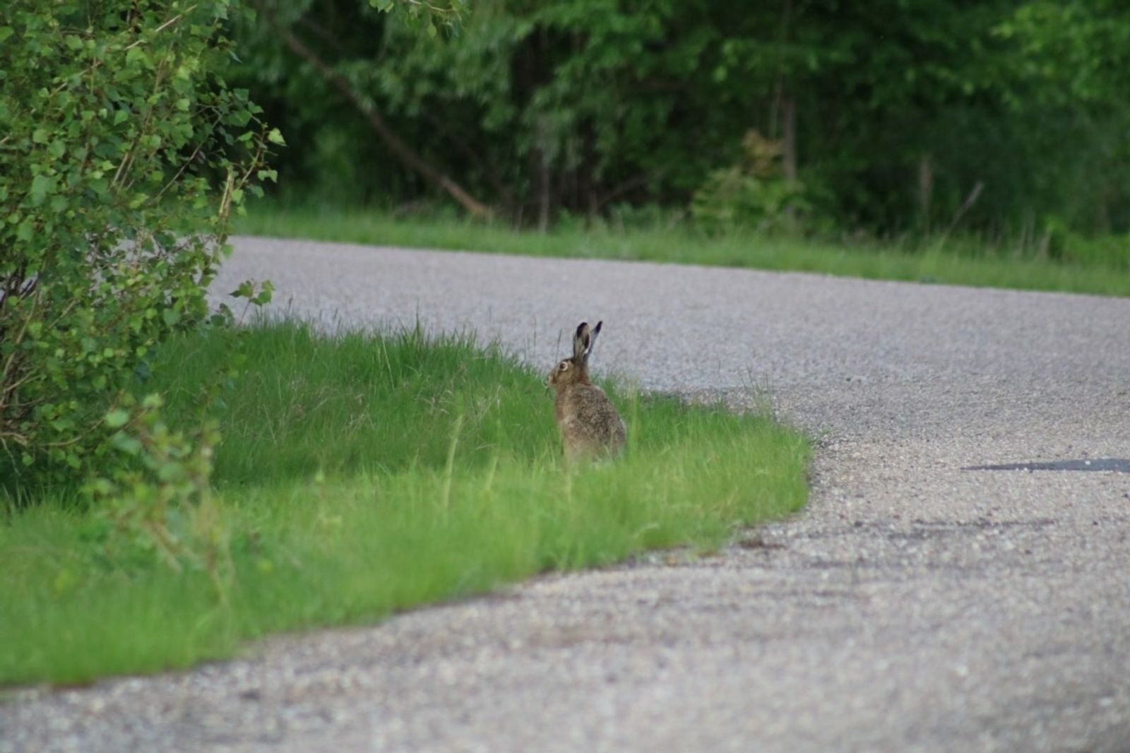 В Башкирии сфотографировали самого быстрого зайца