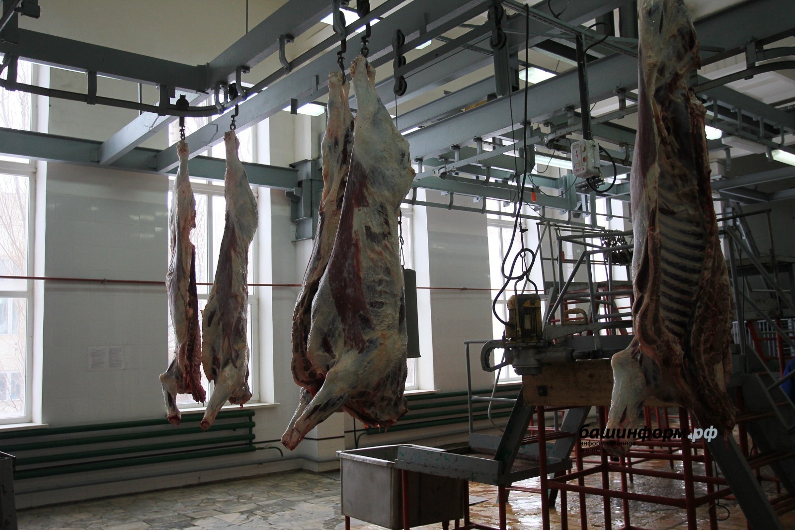 В Башкирии выросло производство молока и мяса