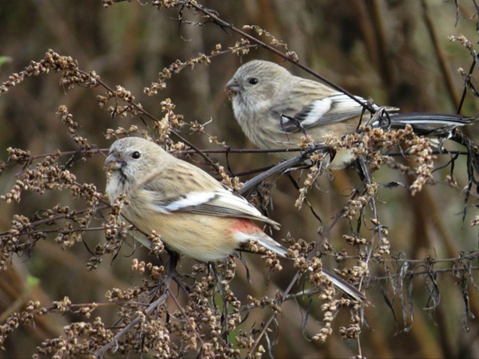 В Башкирии заметили необычных снегирей