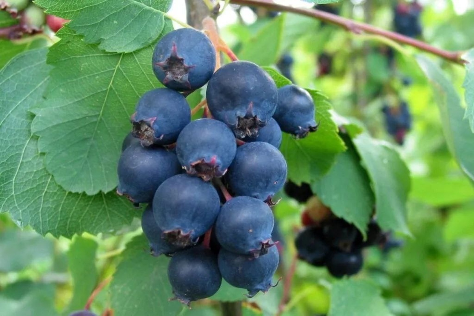 Чем полезна ягода ирга?