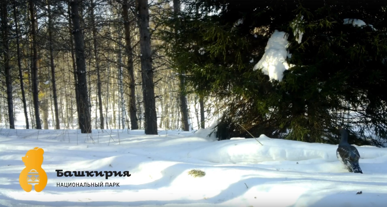 Пернатые синоптики: в Башкирии глухари пообещали скорую весну