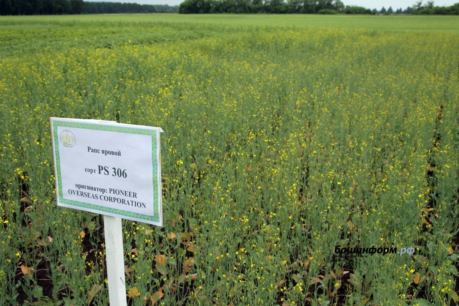 В Китае популярно рапсовое масло из Башкирии