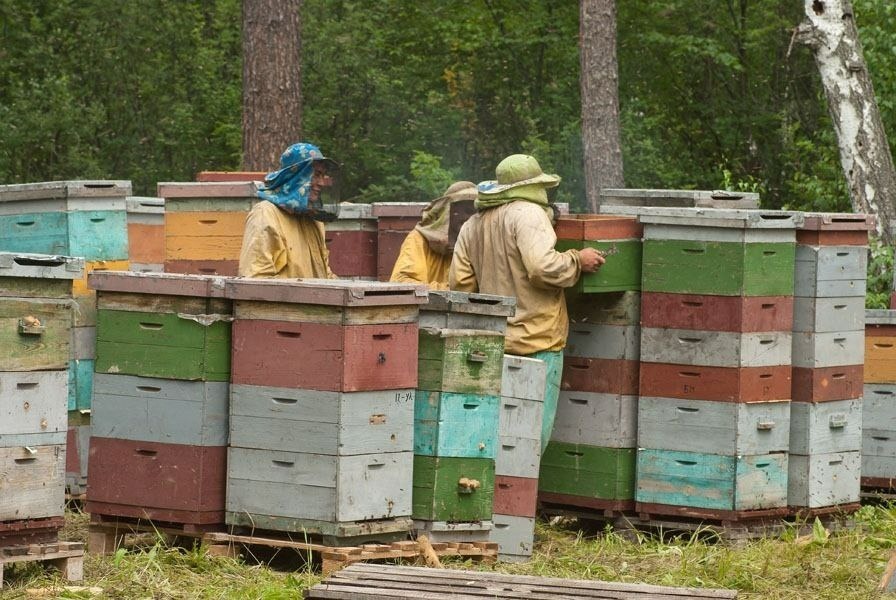 Радий Хабиров рассказал об отправке из Башкирии в зону СВО более тонны мёда