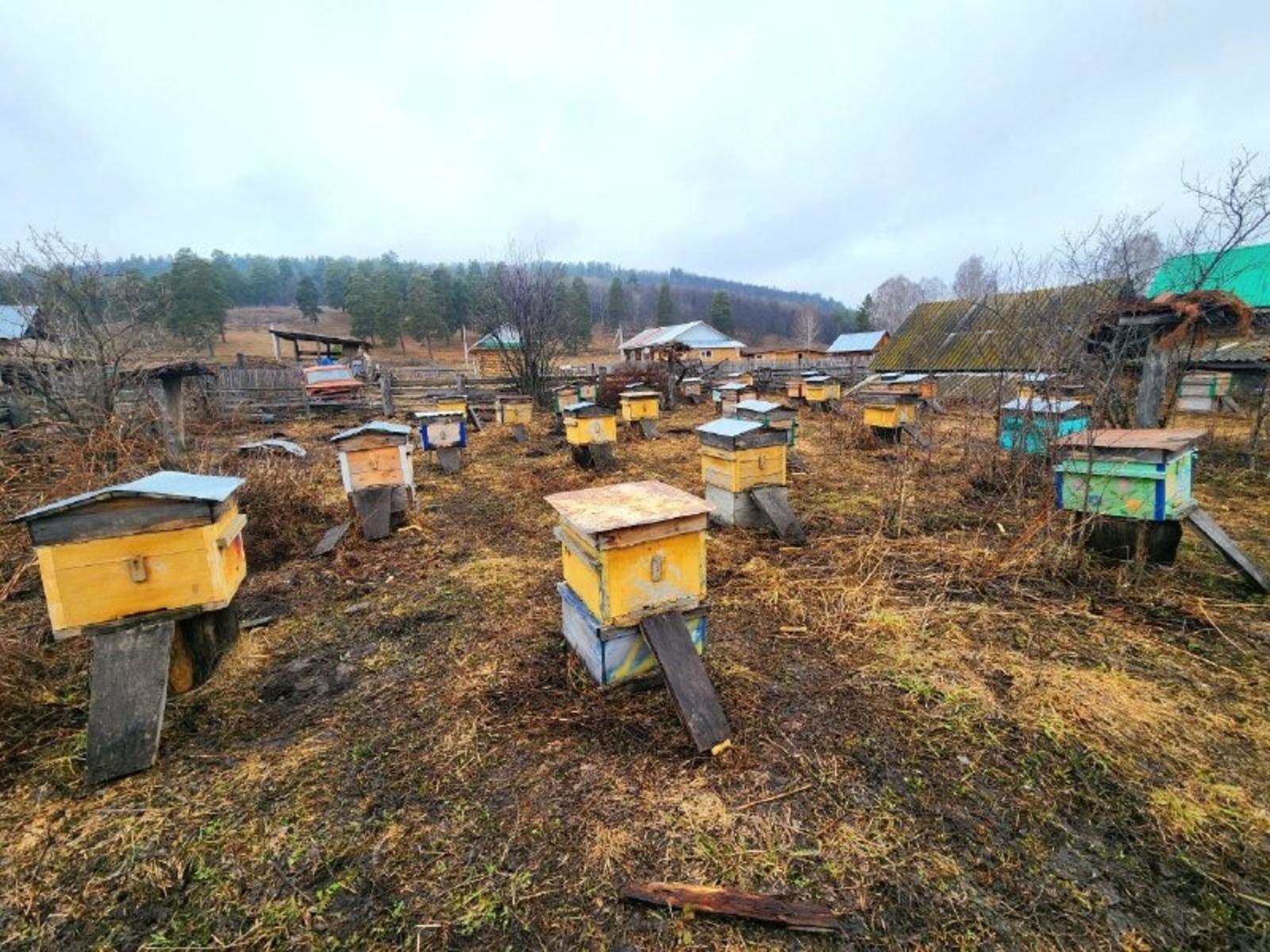 В Башкирии пчеловоды убрали пчёл на зимовку на месяц позже