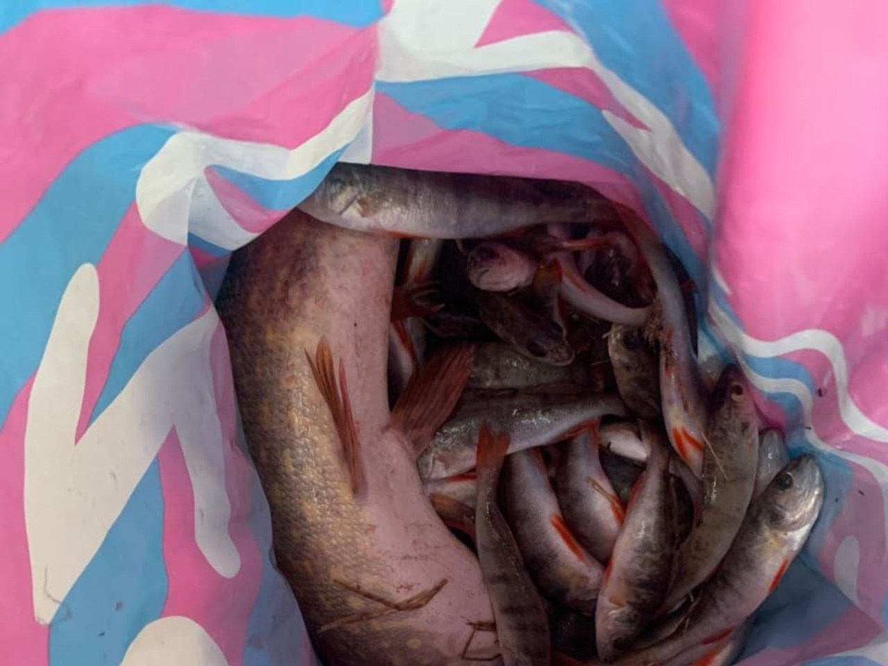 Сотрудники ГАИ нашли в машине жителя Башкирии незаконно выловленную рыбу