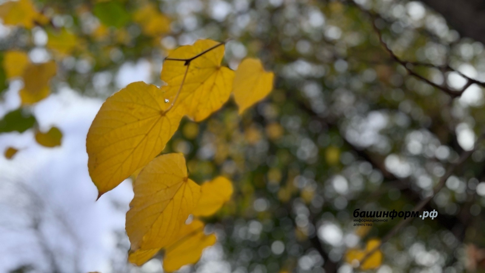 МЧС Башкирии предупредило о заморозках и тумане