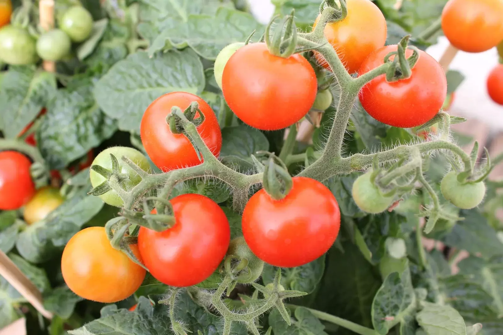 Сорта помидоров для открытого грунта: 15 лучших