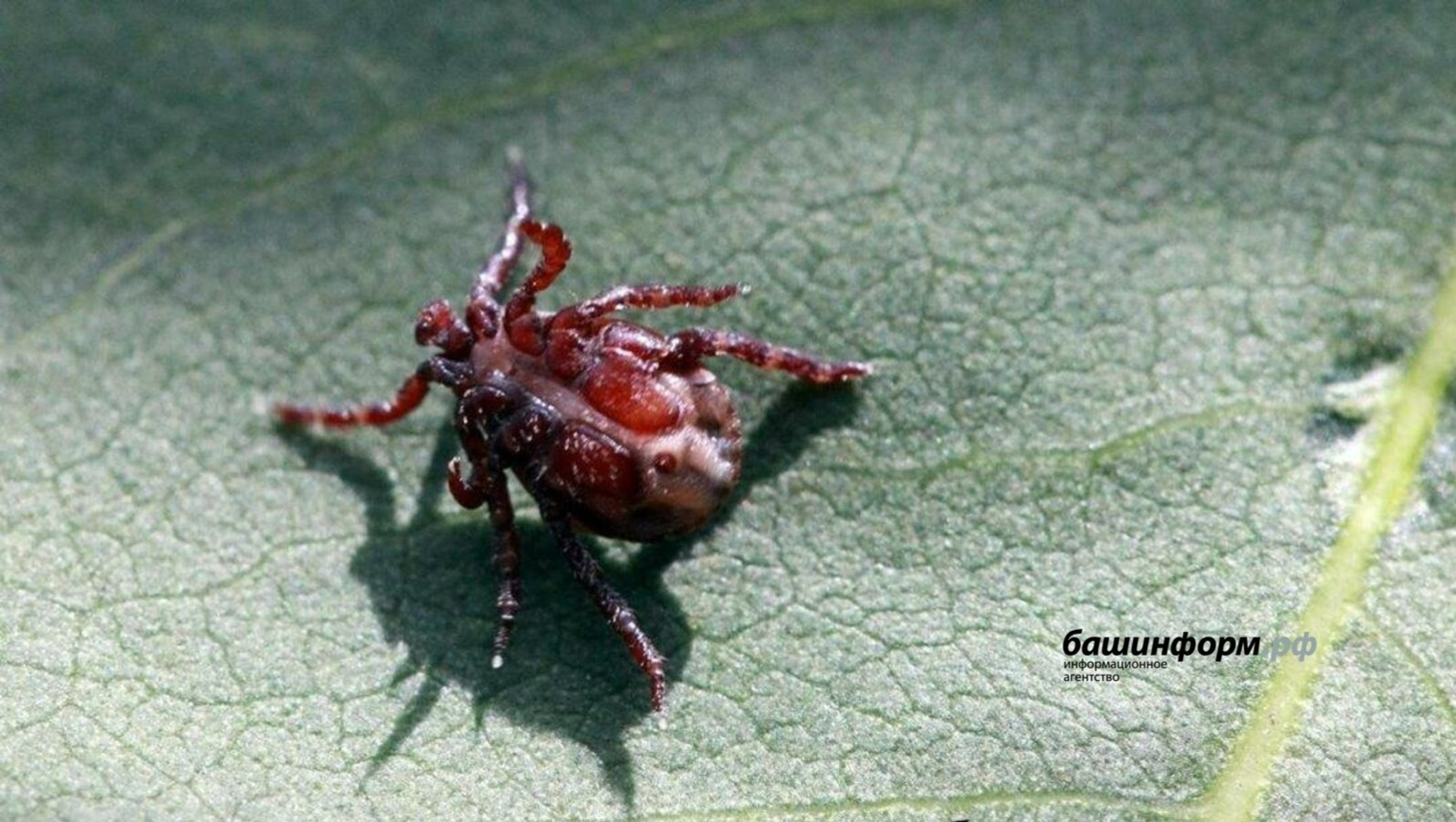 Клещи продолжают атаковать жителей Башкирии