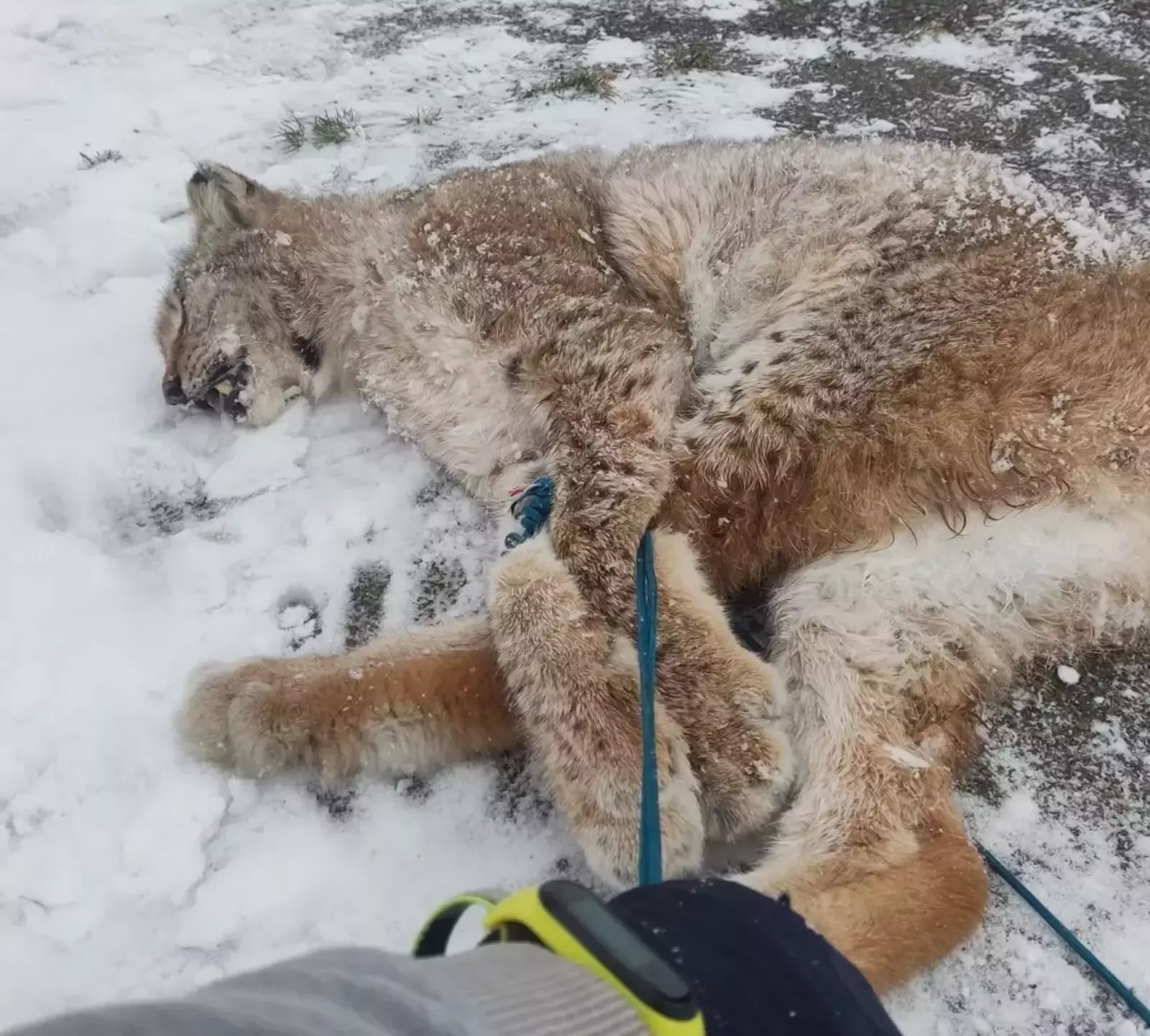 Болела ли бешенством рысь, напавшая на ребенка в Башкирии