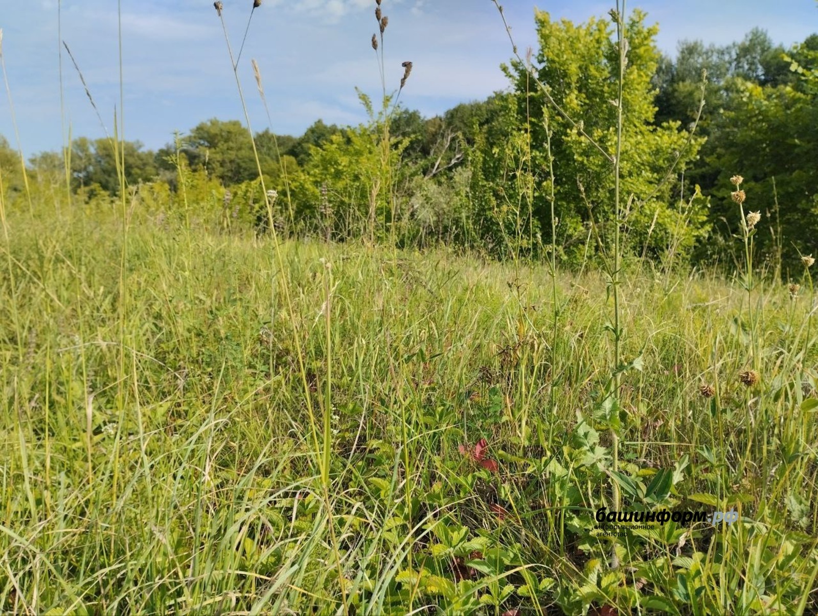 В Башкирии инвесторам и льготникам упростили получение земли