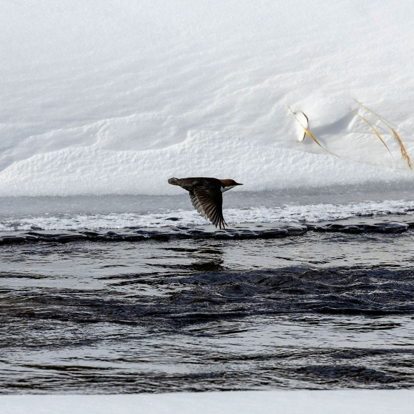 В Башкирии показали удивительную птицу