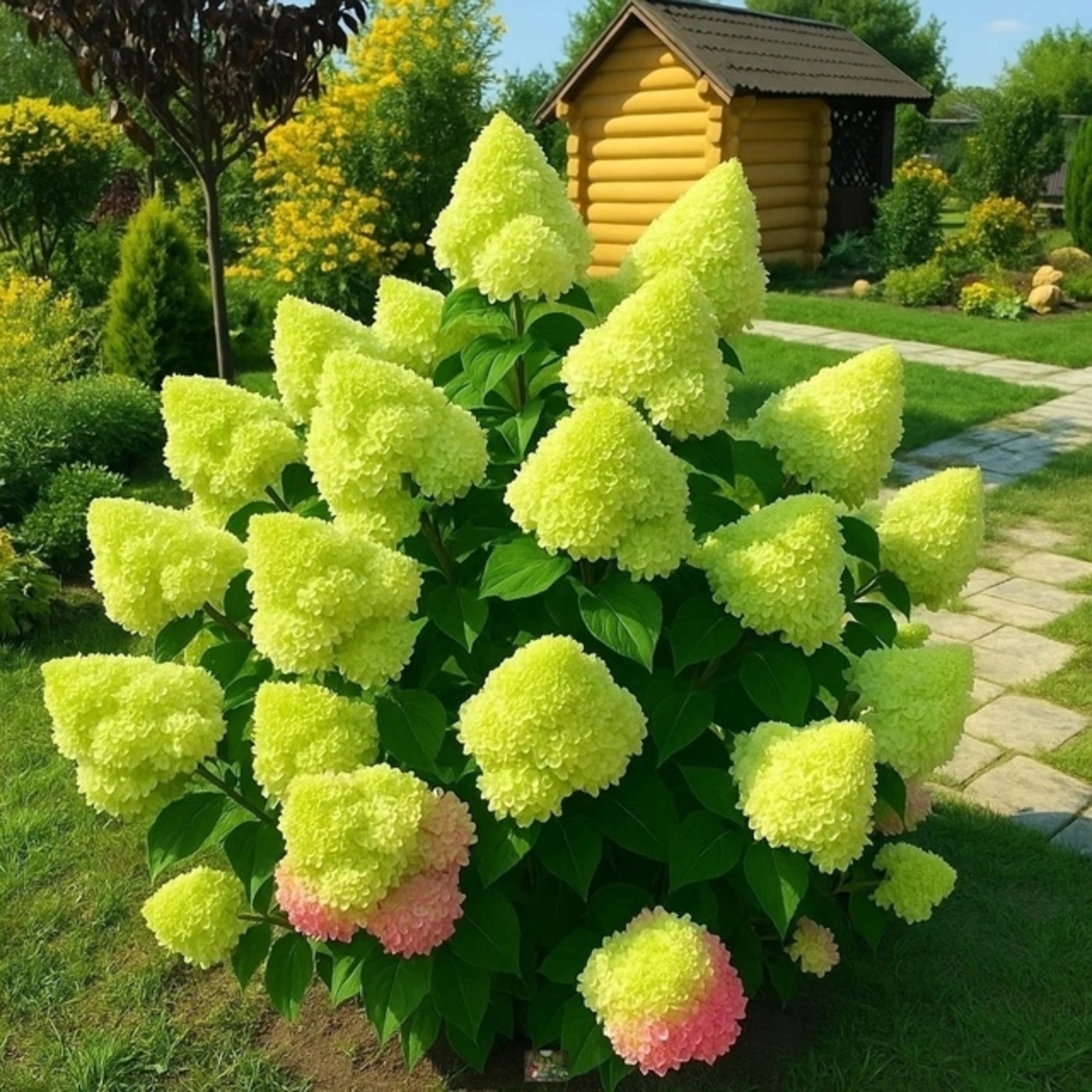 Подкормка для пышного цветения гартензии