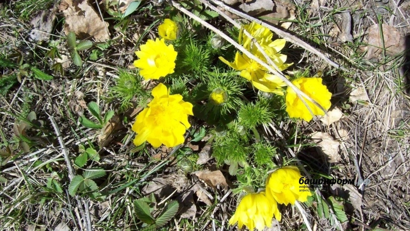 В Башкирии продолжается череда рекордно жарких дней