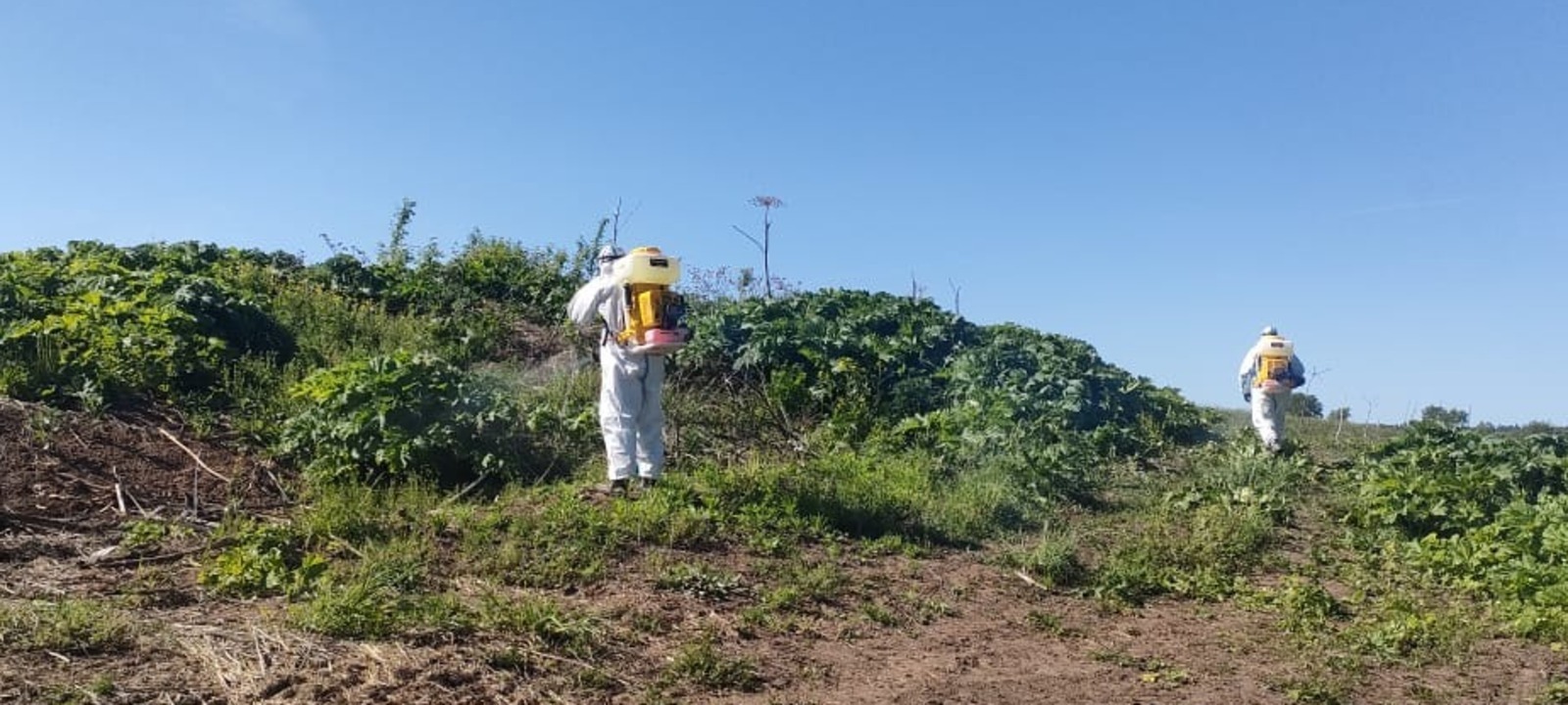 В Башкирии открылся сезон борьбы с борщевиком Сосновского