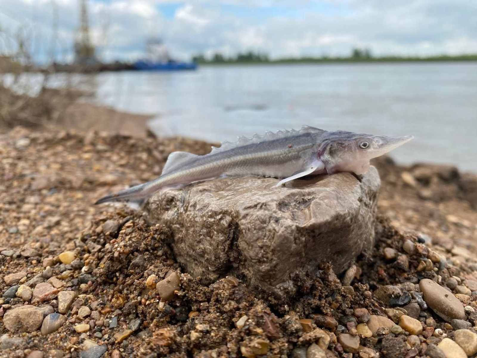 В реку Белую в Башкирии выпустили 21 тысячу мальков стерляди