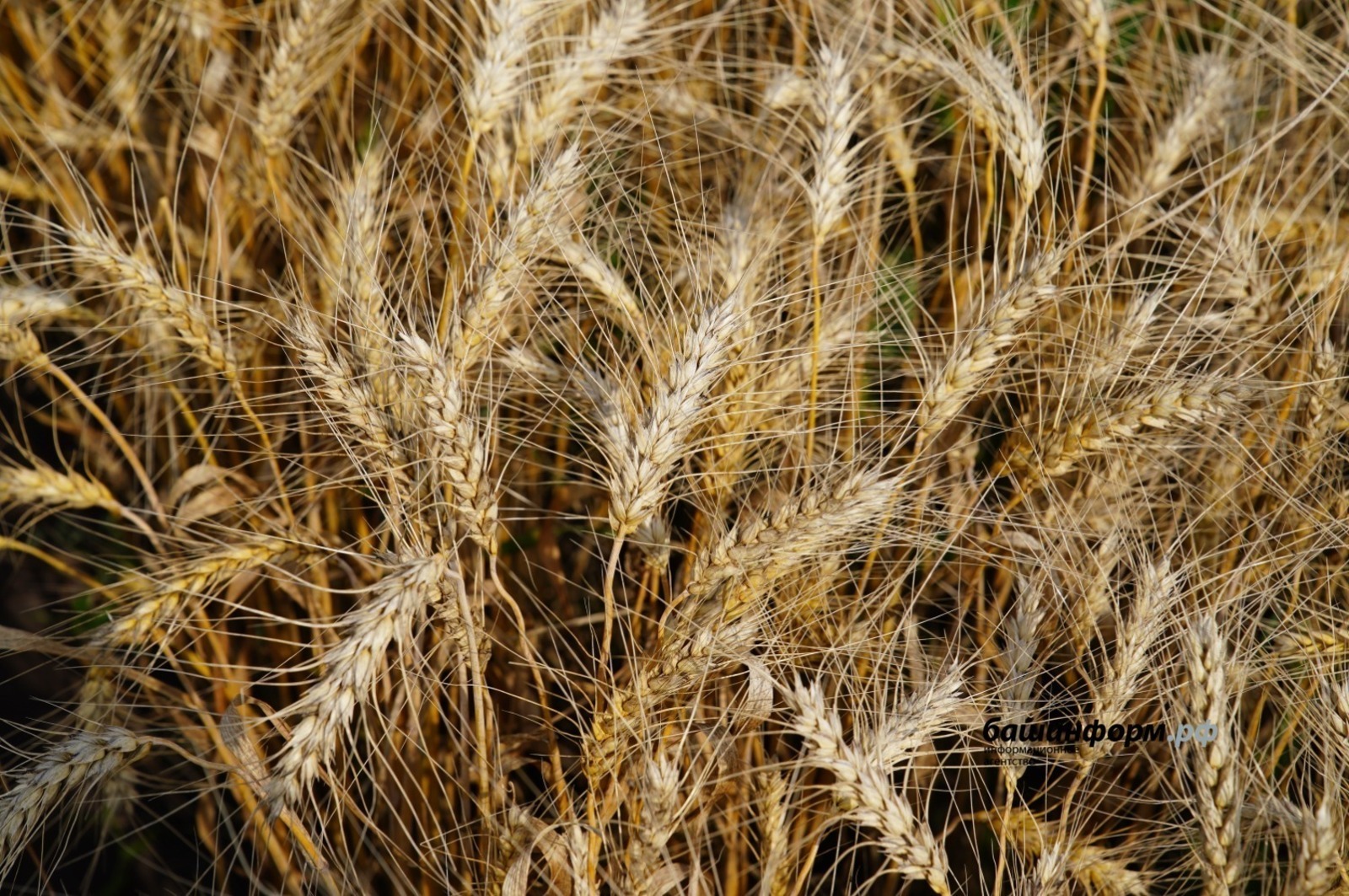 Башкирия увеличила продажи зерна в регионы по сравнению с 2024 годом