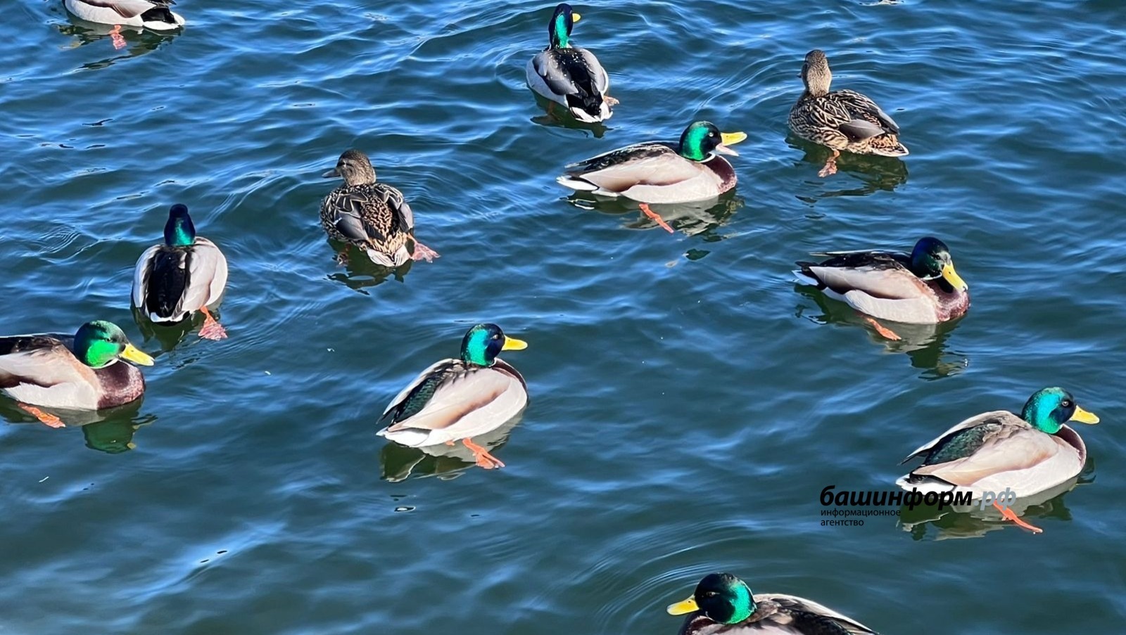 В нацпарке «Башкирия» объяснили, почему не все кряквы улетают на юг