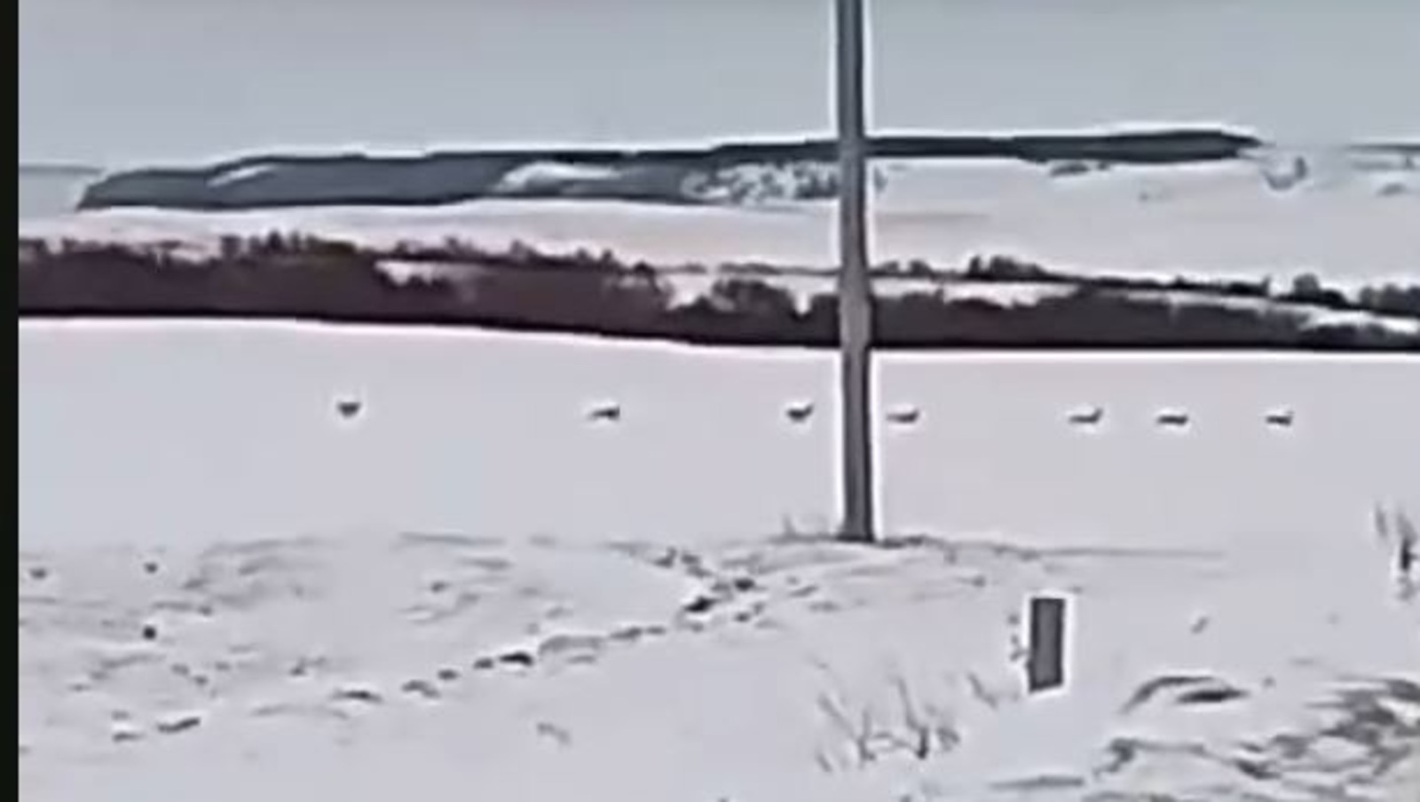 В природном парке Башкирии стадо косуль попало на видео