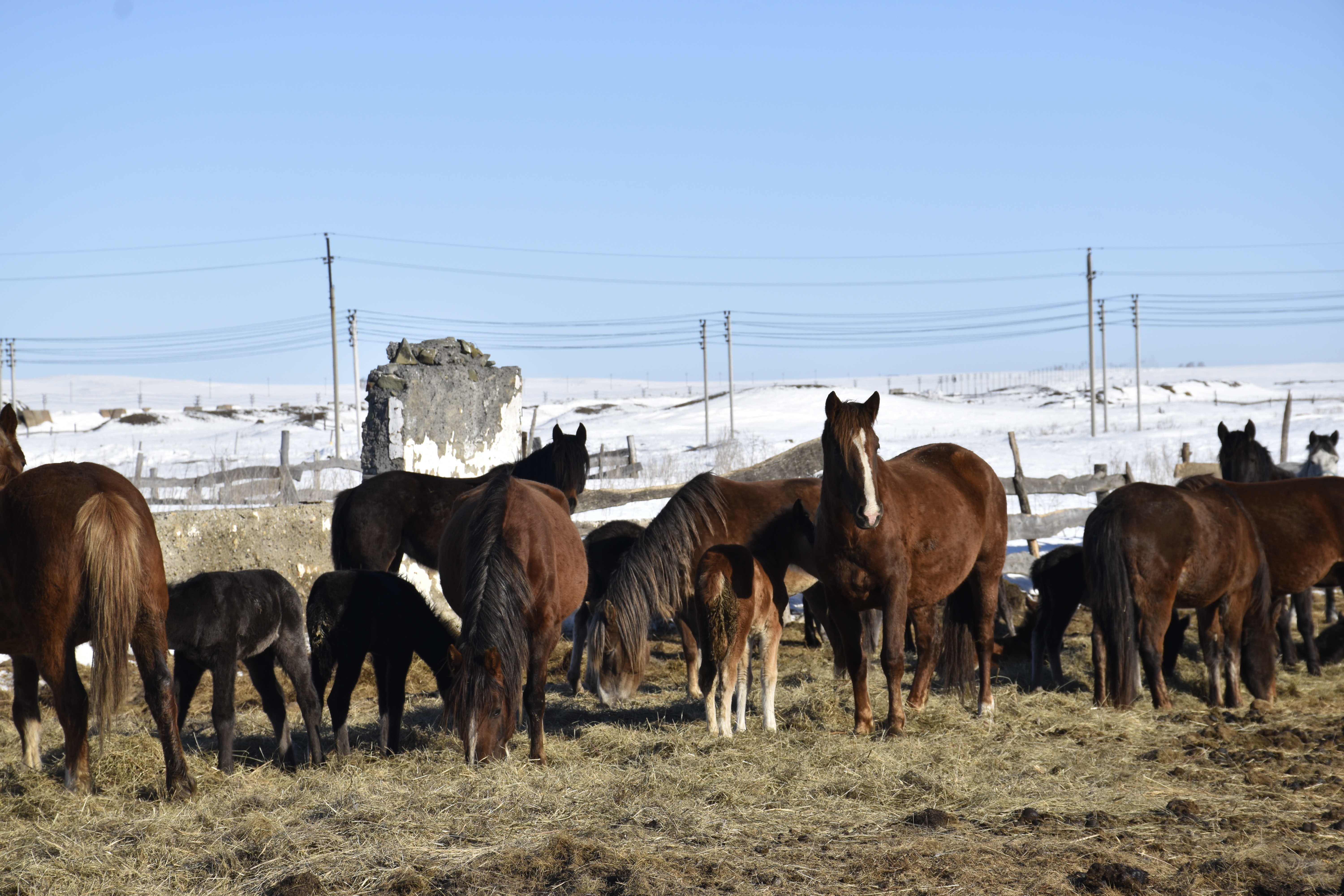 В фермерских хозяйствах Хайбуллинского района близится к концу зимовка скота