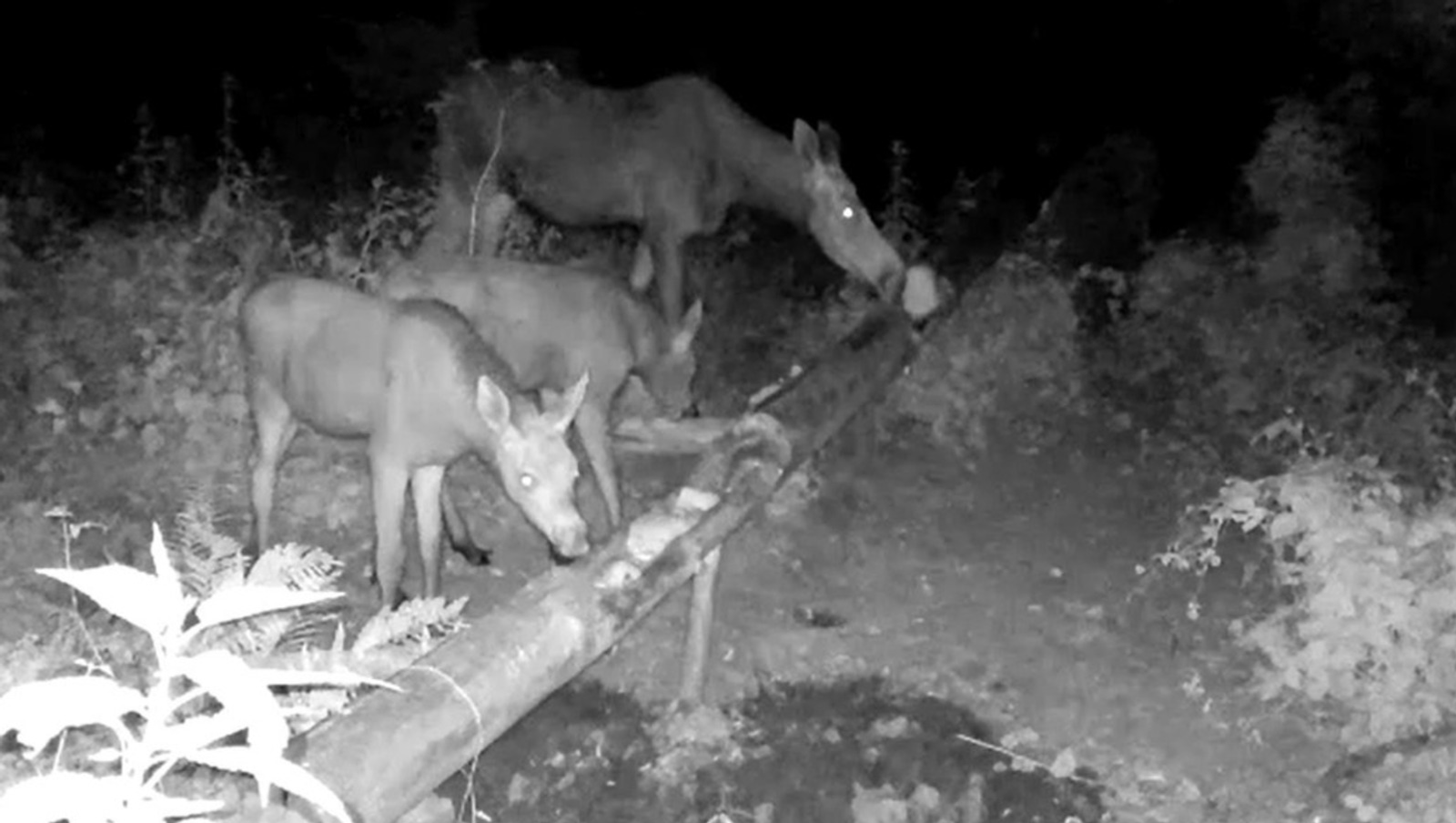 В Башкирии в фотоловушку попали лосята с матерью