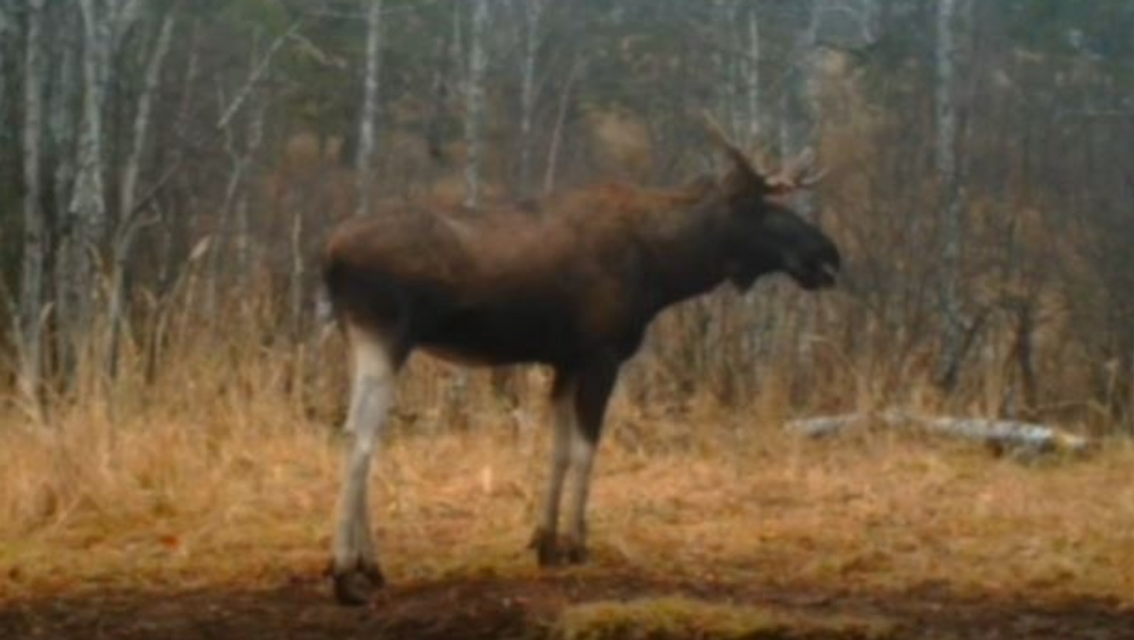 В заповеднике Башкирии рассказали о влиянии отсутствия снега на животных