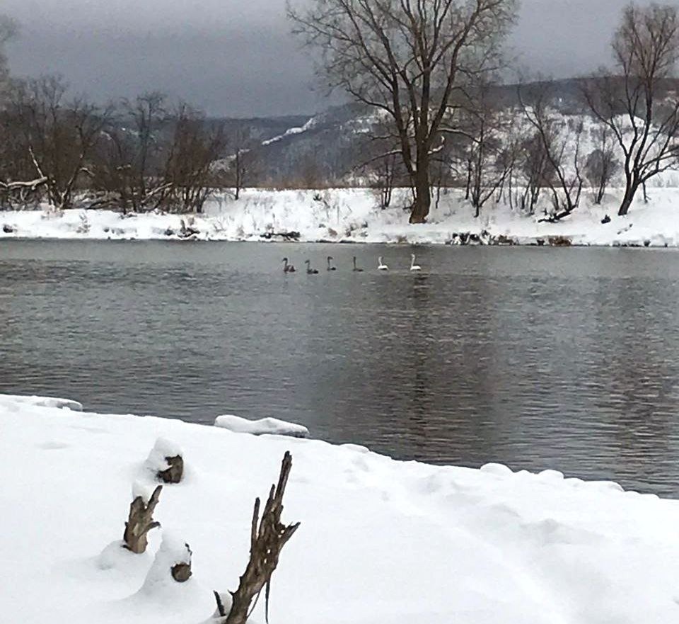 В Башкирии впервые остался зимовать краснокнижный серый гусь