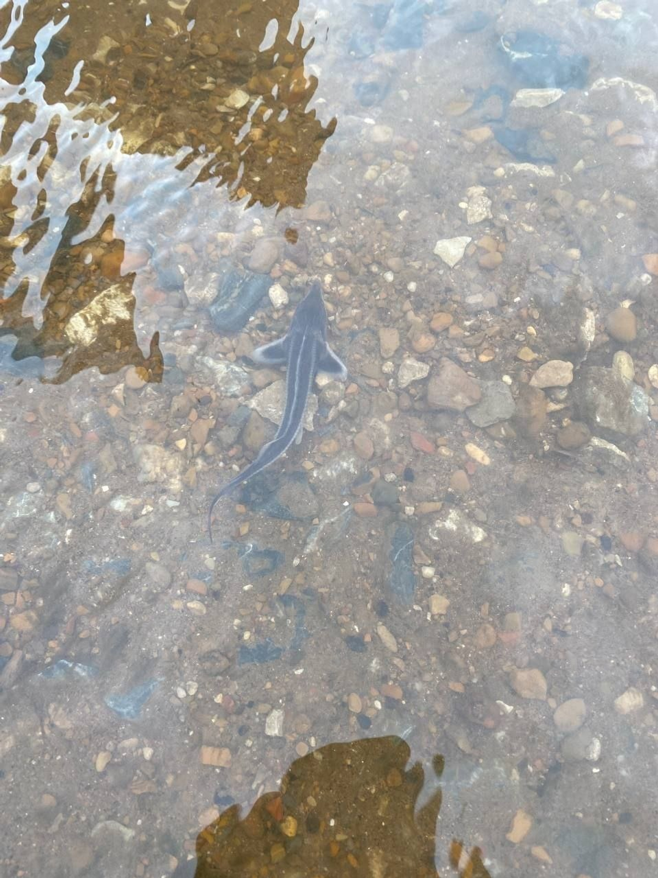 В реку Белую в Башкирии выпустили 21 тысячу мальков стерляди