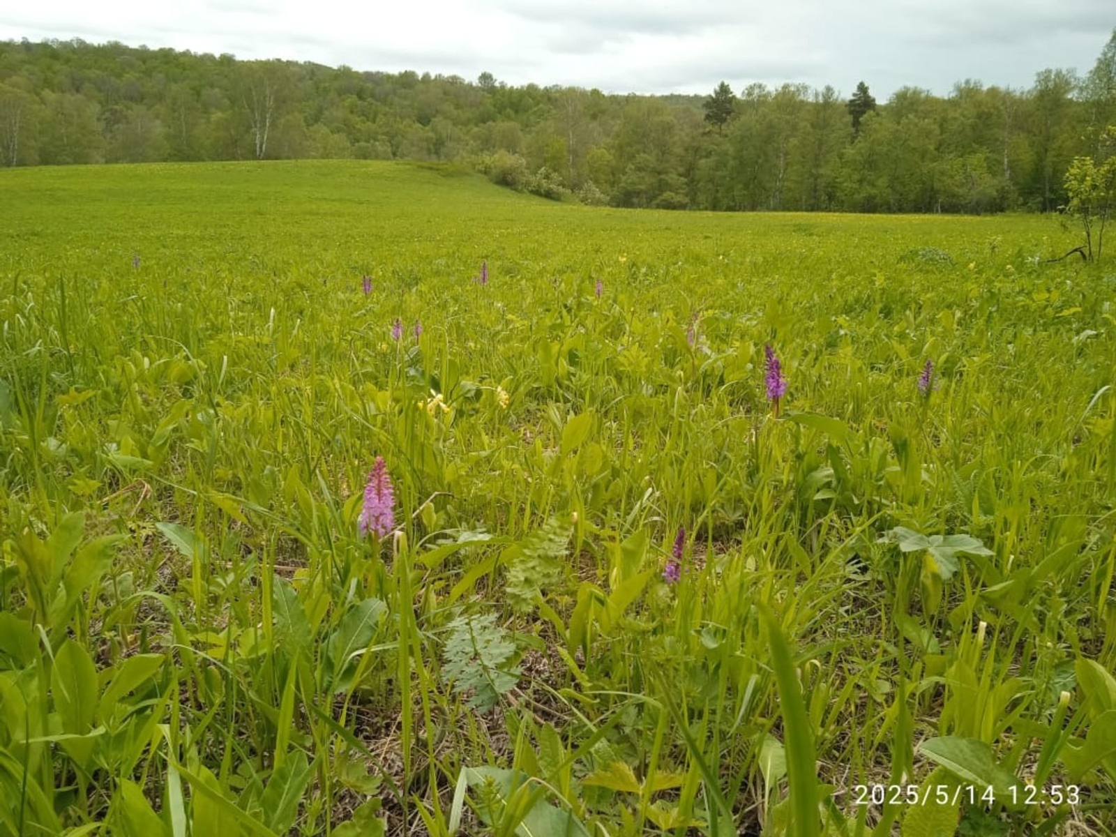 В Башкирии в заповеднике зацвела дикая орхидея