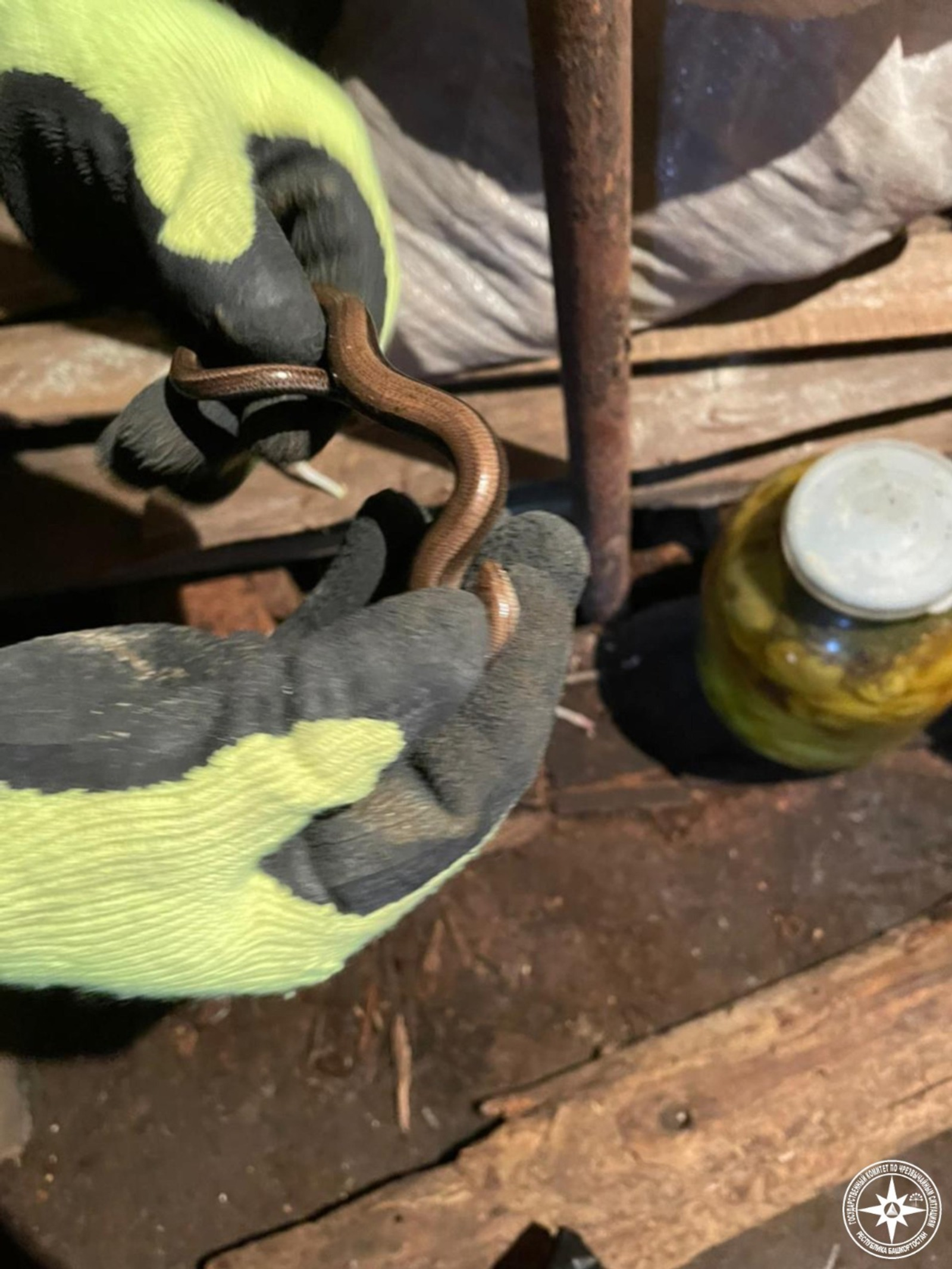 В Башкирии спасатели извлекли змею из погреба в гараже