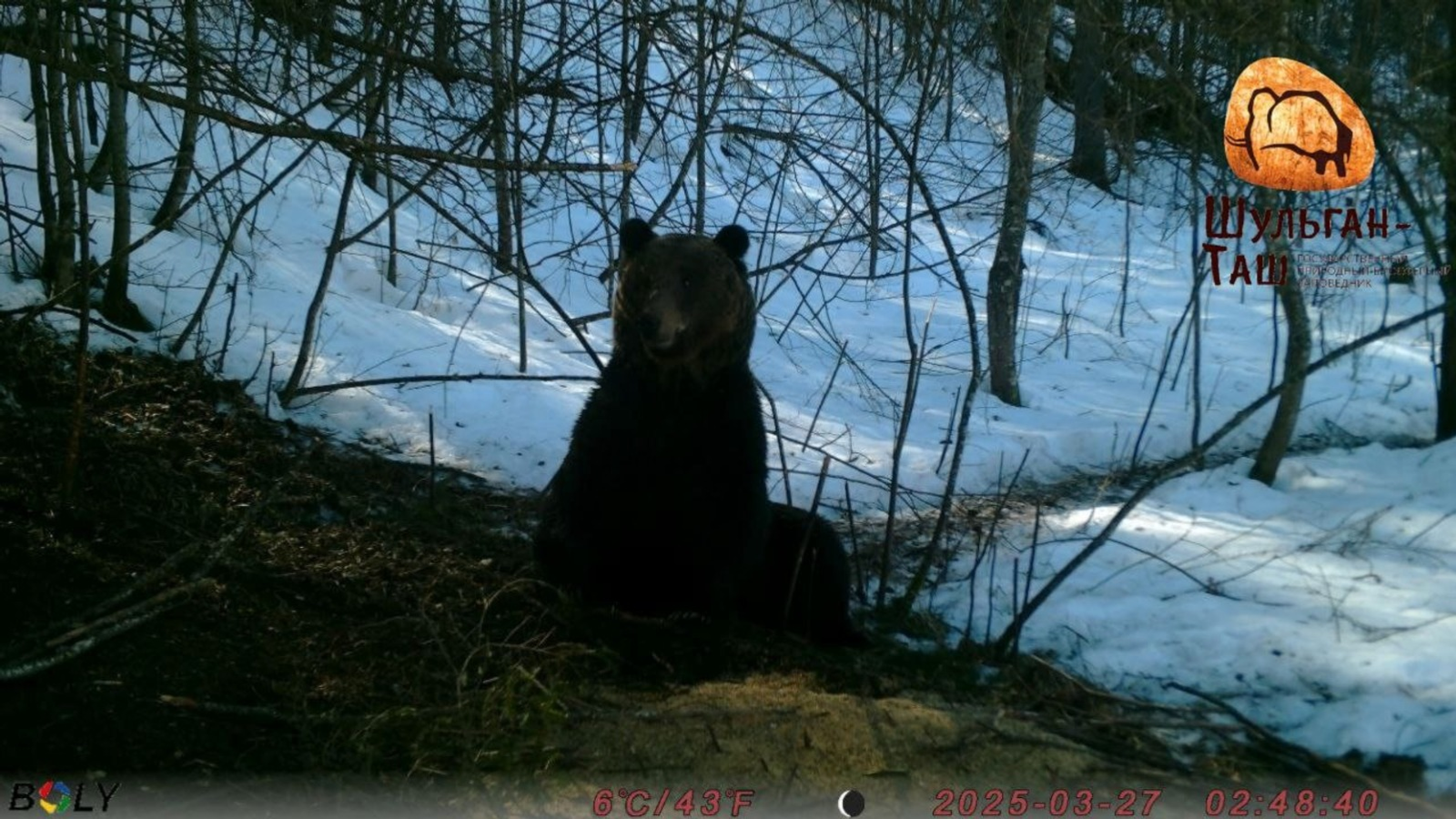 В нацпарке «Башкирия» поделились снимком проснувшегося рано медвед