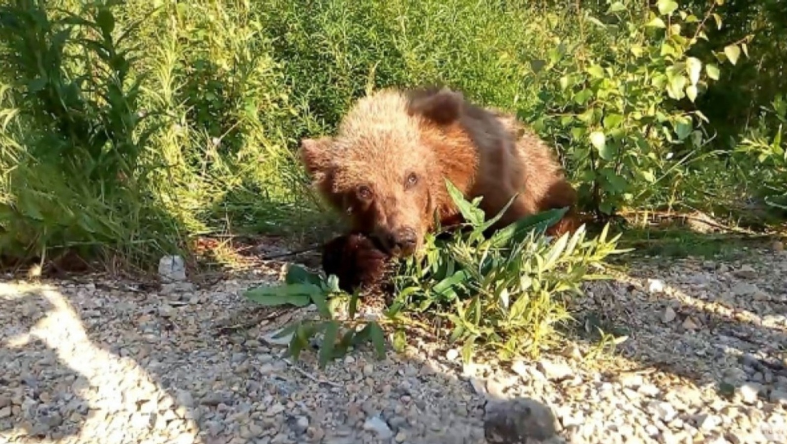 В Башкирии проведут жеребьёвки на охоту на медведей
