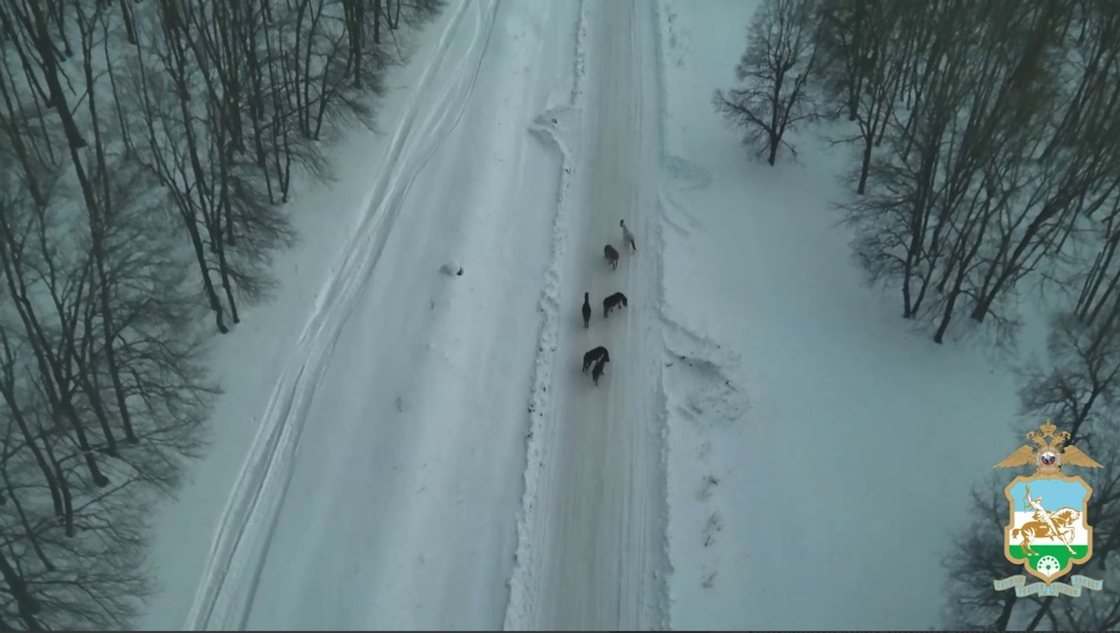 В Башкирии полицейский беспилотник нашёл пропавший табун