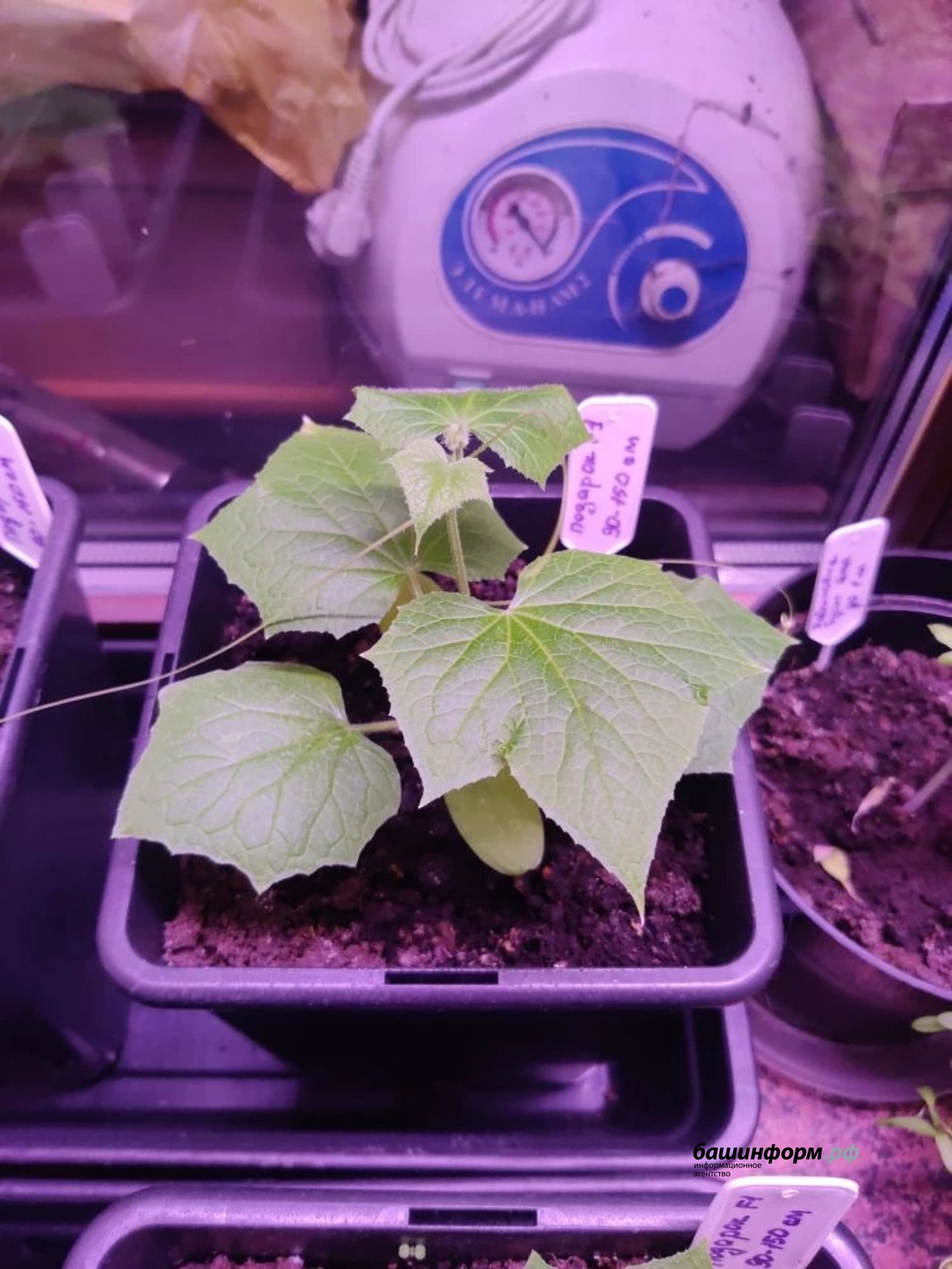 Жители Башкирии начали выращивать огурцы дома