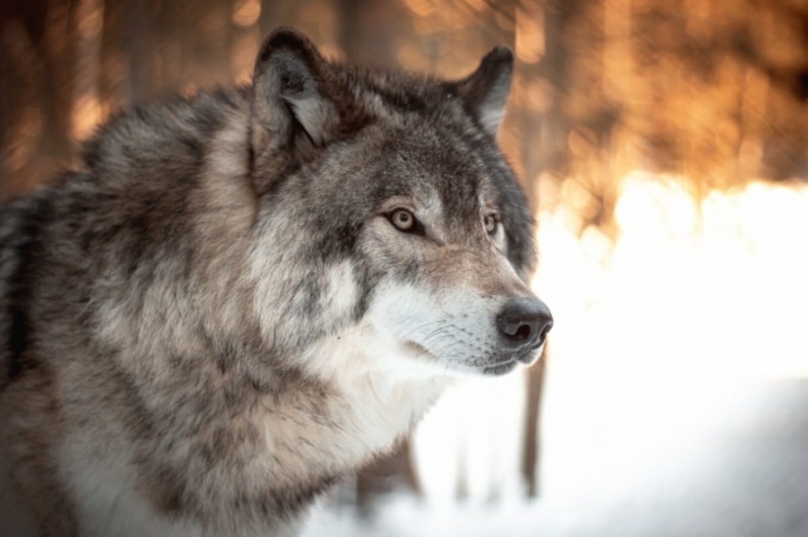 В фотоловушку на кабанов в заповеднике Башкирии попался одинокий волк