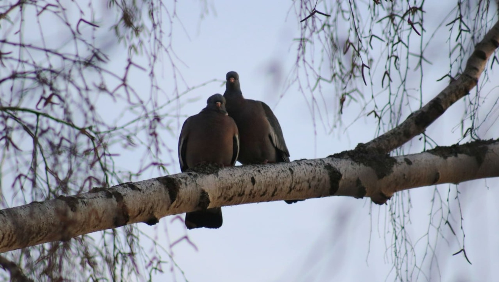 В Башкирии заметили влюбленных диких голубей