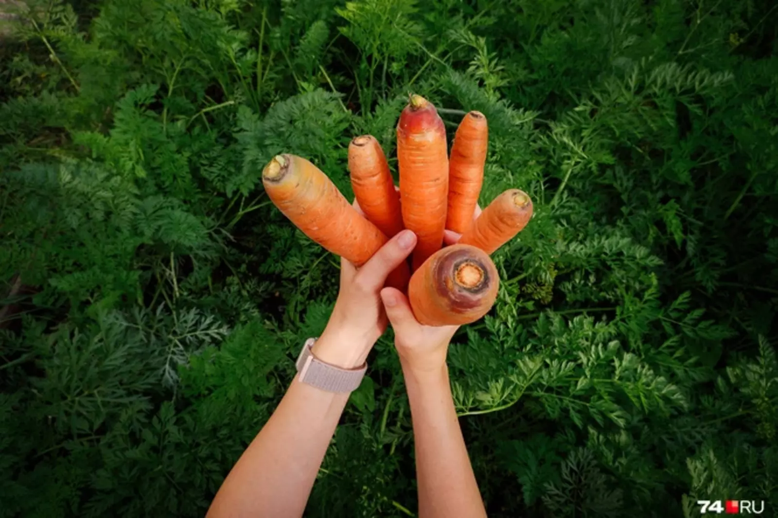Время моркови и свеклы: когда сажать популярные овощи и какие сорта выбрать