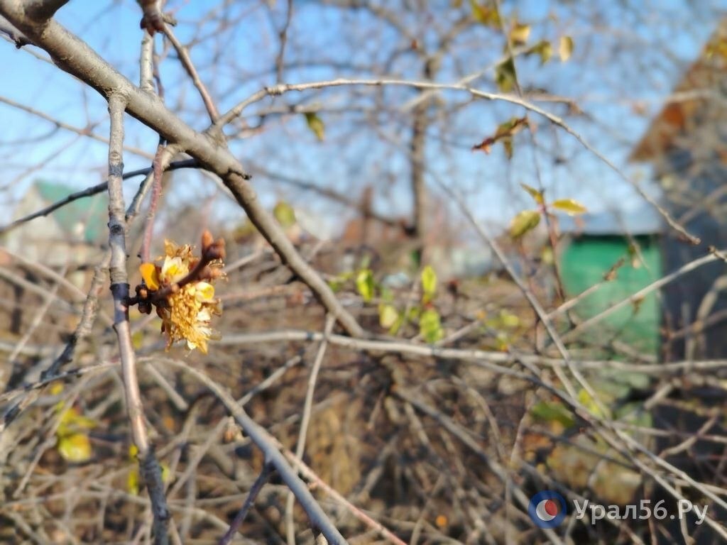 Из-за теплого ноября и отсутствия стабильных морозов зацвела вишня