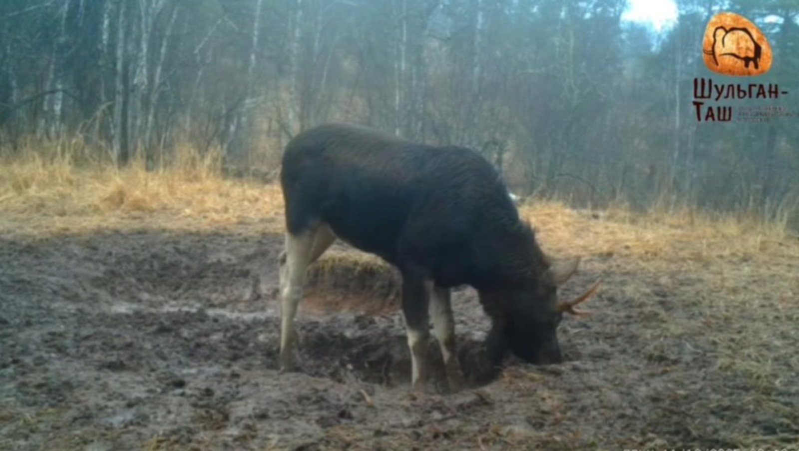 В Башкирии на видео попал лось-трудоголик