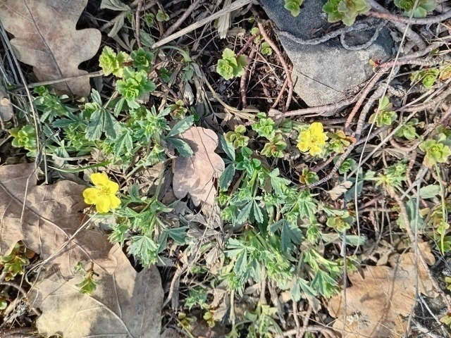 В Башкирии расцвели цветы, занесенные в Красную книгу