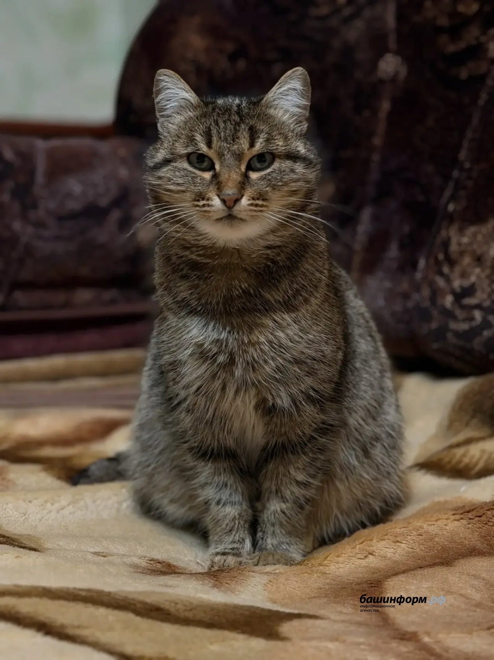 Эксперты из Башкирии сообщили интересные факты о кошках