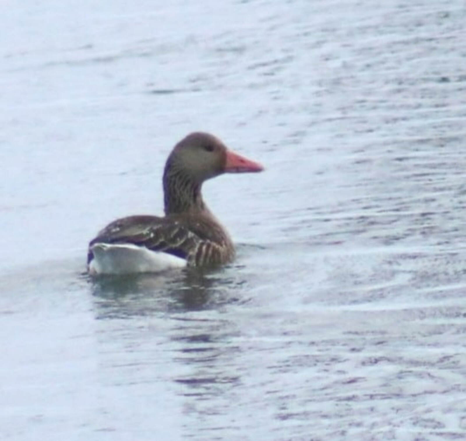 В Башкирии впервые остался зимовать краснокнижный серый гусь