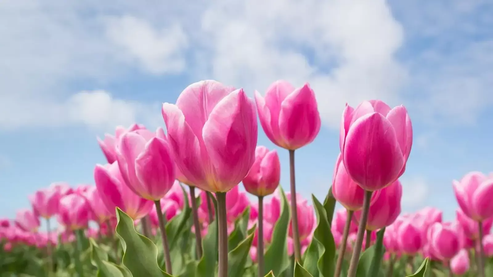 Тюльпаны будут цвести долго и пышно, если сделаете это сейчас: секреты опытных садоводов