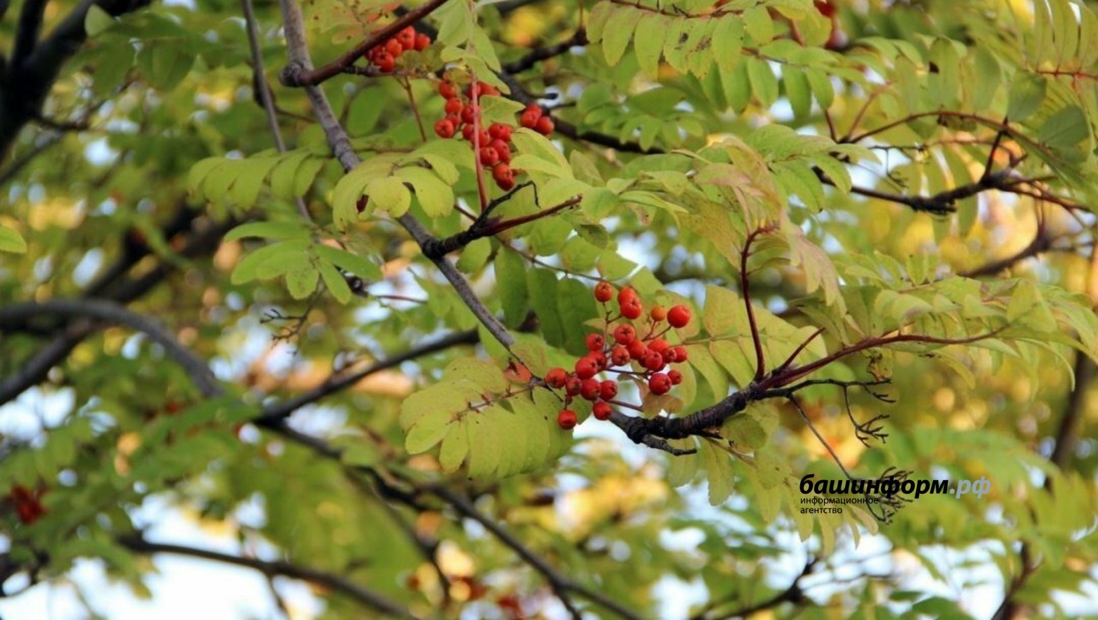 Начало октября в Башкирии будет умеренно теплым