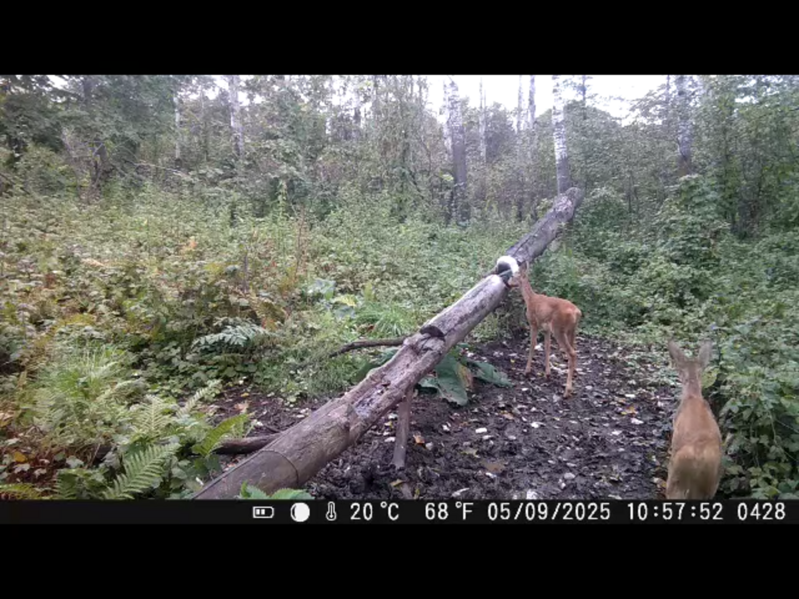 Фотоловушка в Башкирии «поймала» косуль