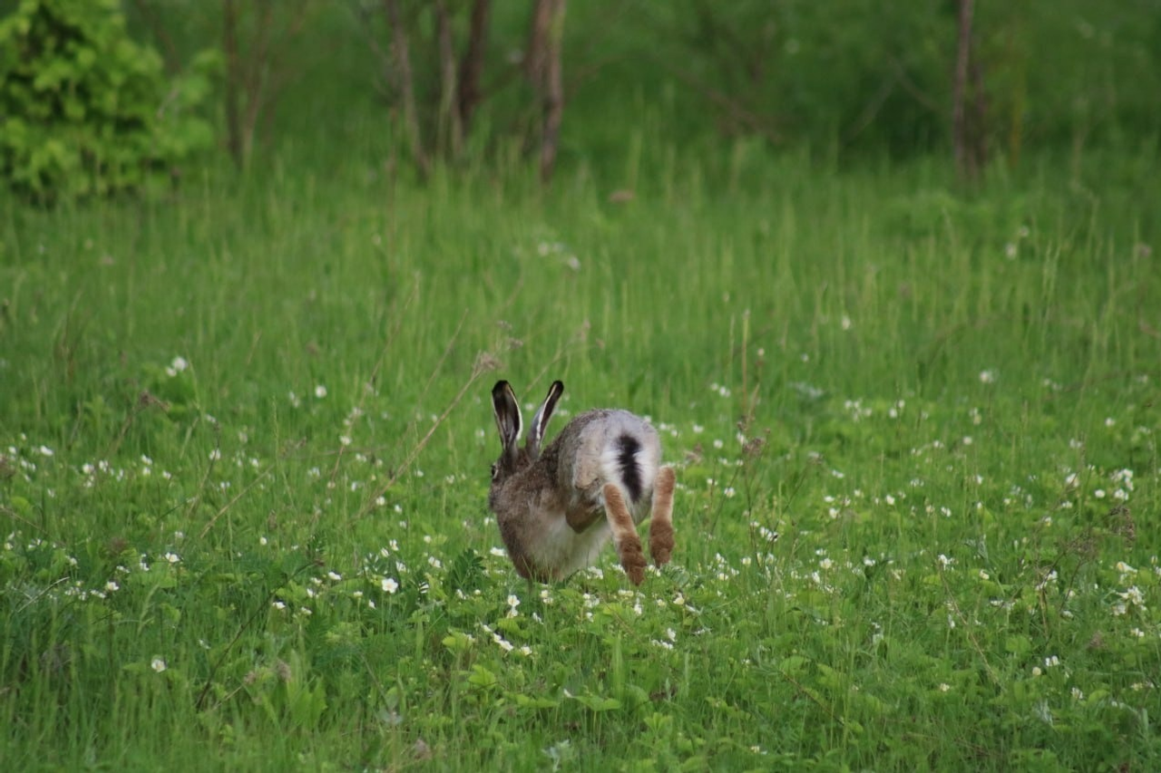 В Башкирии сфотографировали самого быстрого зайца