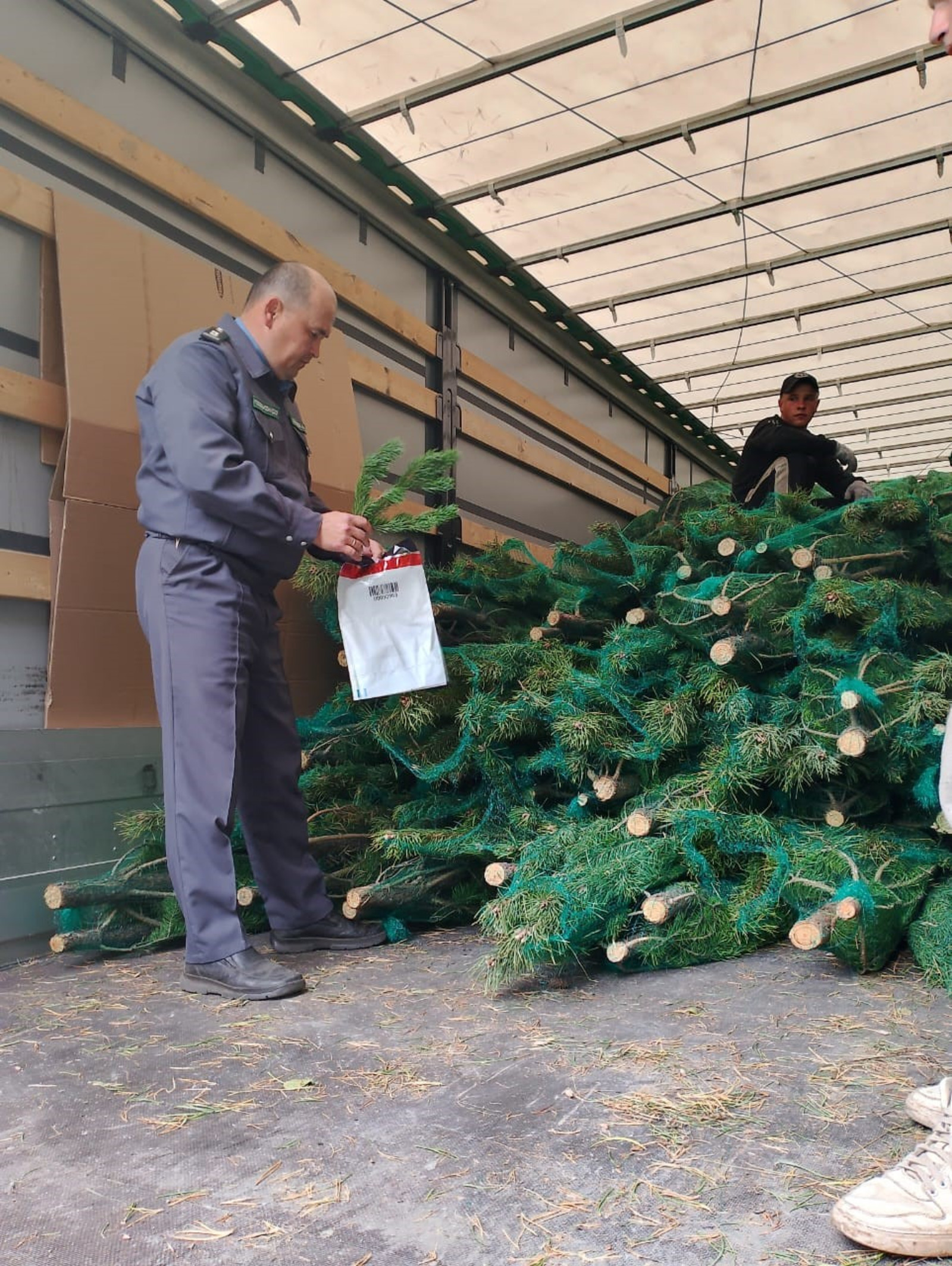 В Башкирии заготовлена первая партия из 2,5 тысячи новогодних деревьев