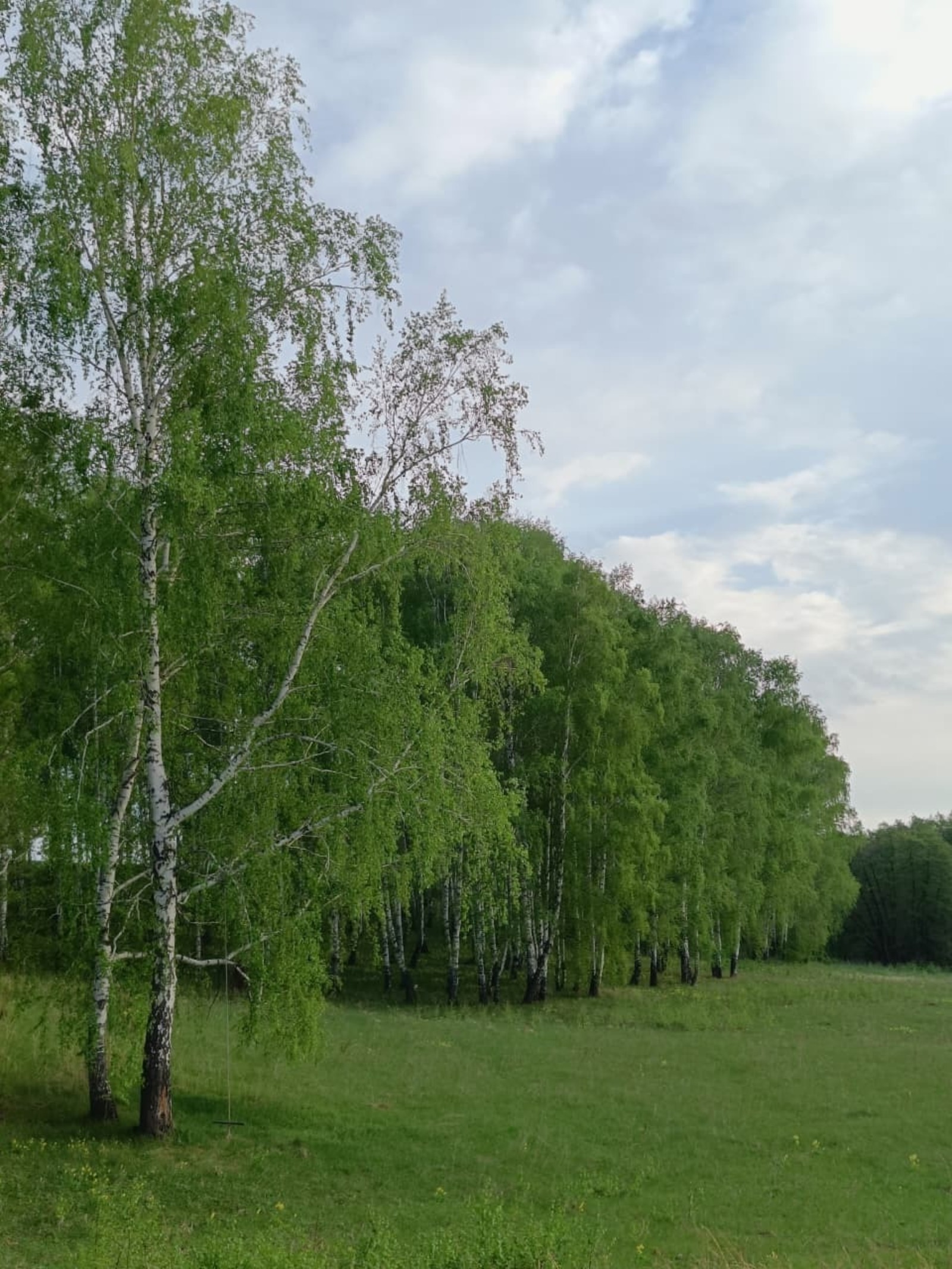 Жителю Башкирии придется ответить за самовольную вырубку березового леса