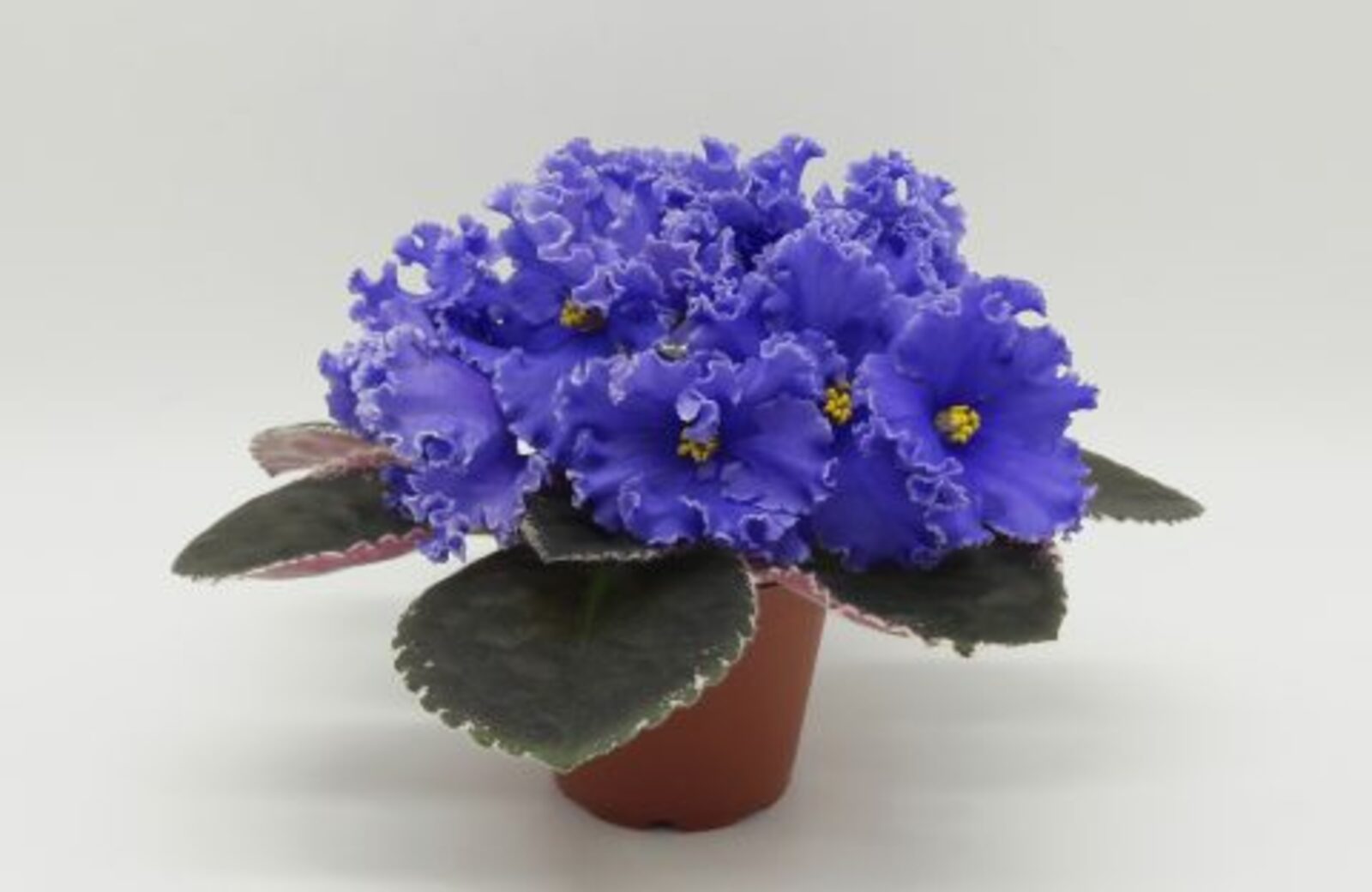 Секреты пышного цветения фиалок: как добиться бутонов круглый год