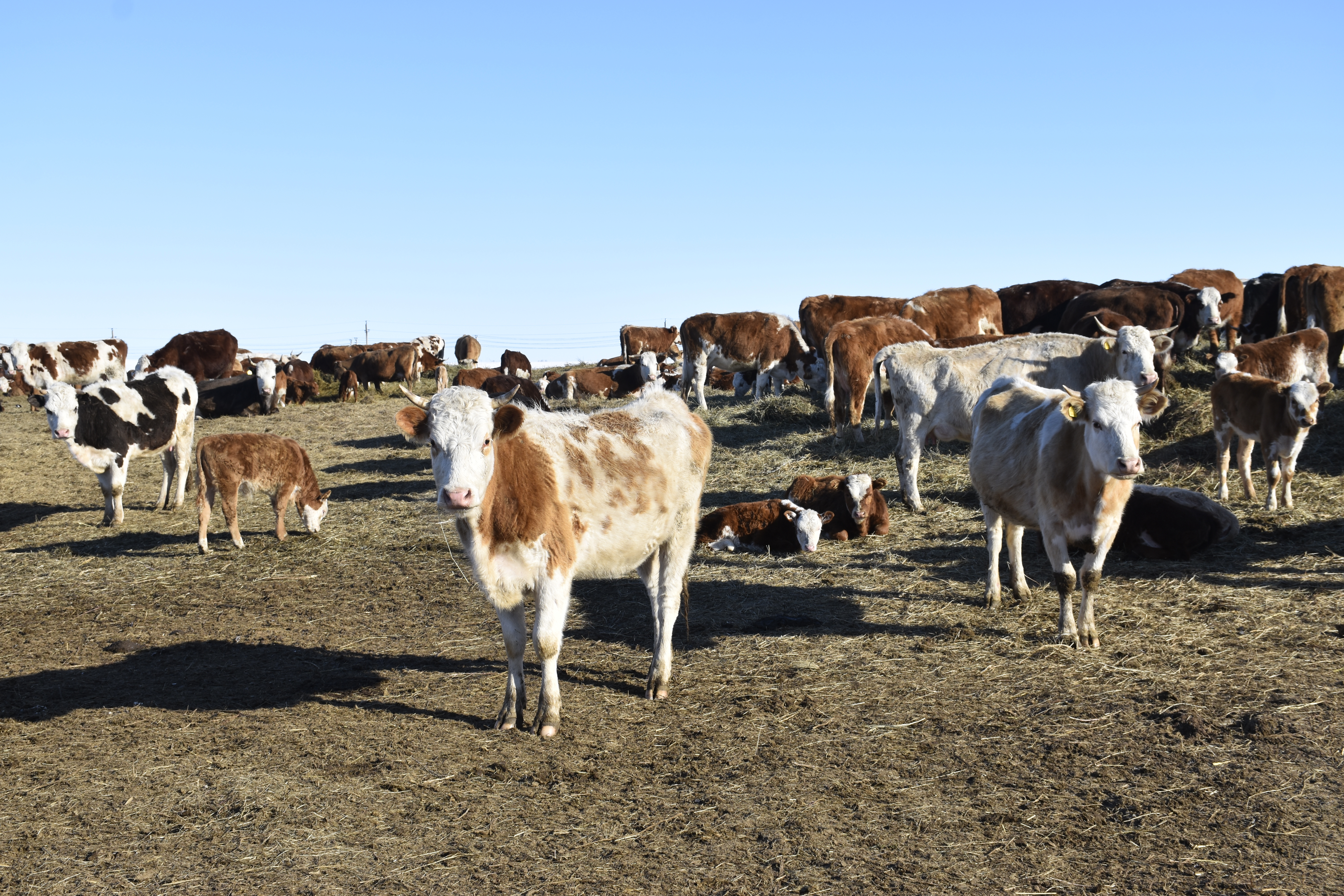 В фермерских хозяйствах Хайбуллинского района близится к концу зимовка скота